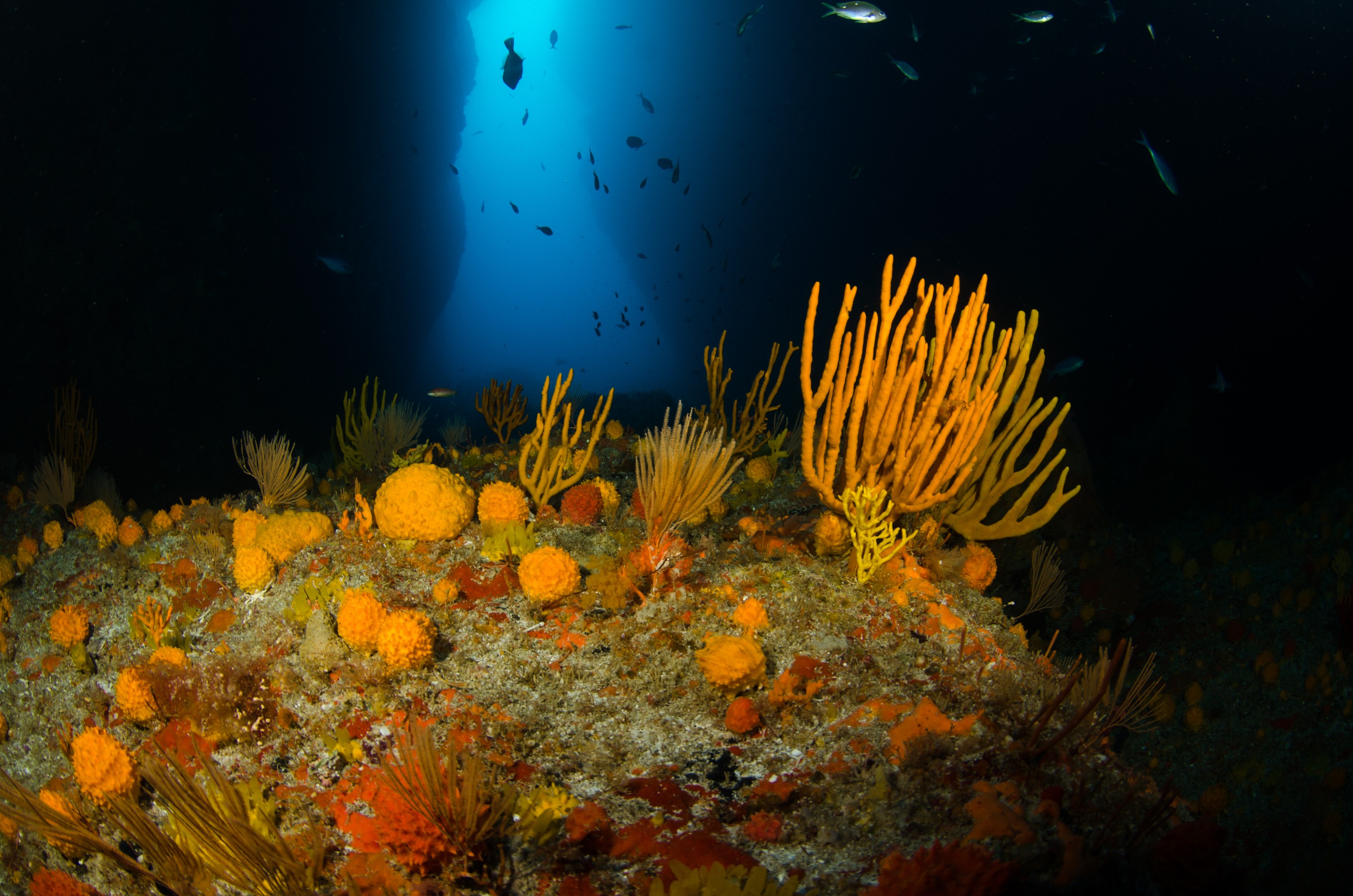 DSC_3093 – crispin, nz, new, zealand, new zealand, poor, knights, marine, reserve, sponge, garden, unknown